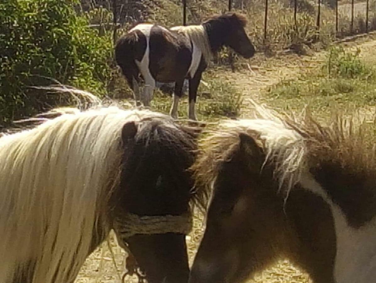 Appartamento Ktima Nikola Marmari  Esterno foto